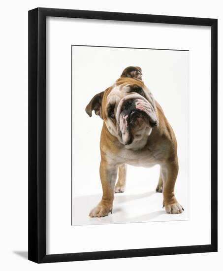 Bulldog-null-Framed Photographic Print