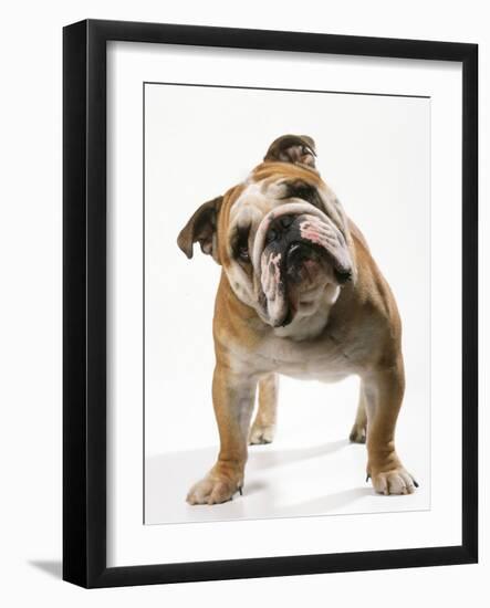 Bulldog-null-Framed Photographic Print