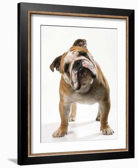 Bulldog-null-Framed Photographic Print