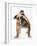 Bulldog-null-Framed Photographic Print