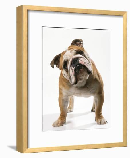 Bulldog-null-Framed Photographic Print