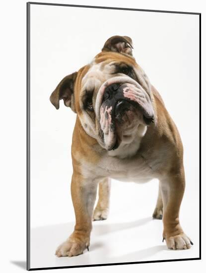 Bulldog-null-Mounted Photographic Print