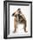 Bulldog-null-Framed Photographic Print