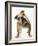 Bulldog-null-Framed Photographic Print