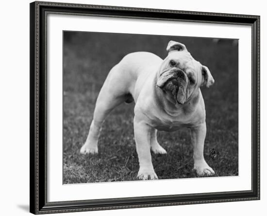 Bulldog-Thomas Fall-Framed Photographic Print