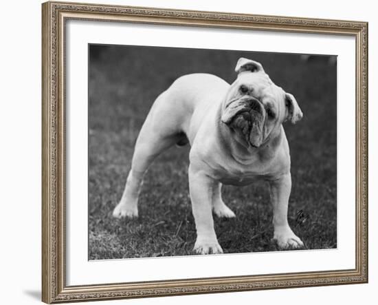 Bulldog-Thomas Fall-Framed Photographic Print