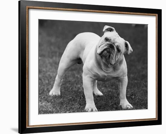 Bulldog-Thomas Fall-Framed Photographic Print