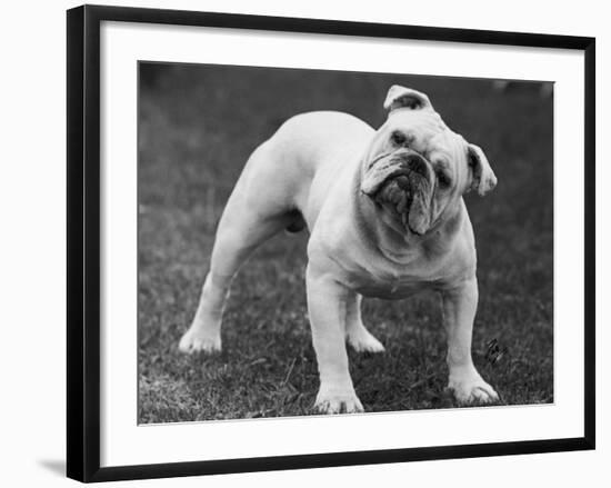 Bulldog-Thomas Fall-Framed Photographic Print