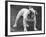 Bulldog-Thomas Fall-Framed Photographic Print