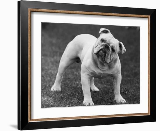 Bulldog-Thomas Fall-Framed Photographic Print