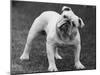 Bulldog-Thomas Fall-Mounted Photographic Print