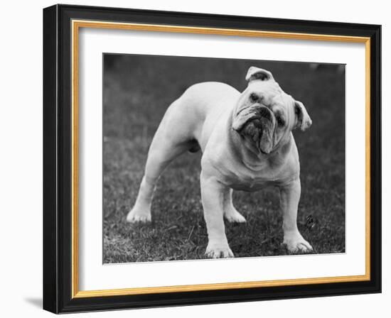 Bulldog-Thomas Fall-Framed Photographic Print