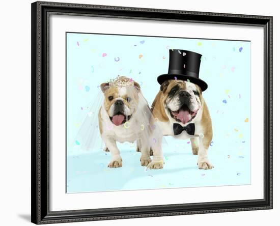 Bulldogs Male and Female-null-Framed Photographic Print