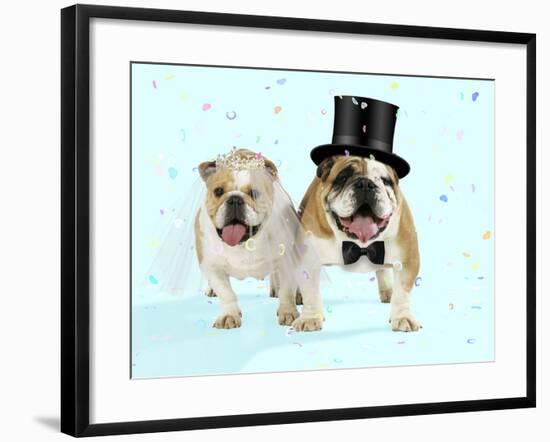 Bulldogs Male and Female-null-Framed Photographic Print