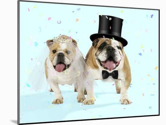 Bulldogs Male and Female-null-Mounted Photographic Print