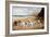 Bulldogs on a Beach-R. Ward Binks-Framed Giclee Print