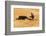 Bullfight, Jerez De La Frontera, Cadiz Province, Andalusia, Spain-Neil Farrin-Framed Photographic Print