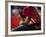 Bullfighte Performs During a Bullfight at the Monumental Bullring in Barcelona-null-Framed Photographic Print