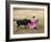 Bullfighting, Plaza de Toros, Ronda, Andalusia, Spain-null-Framed Photographic Print