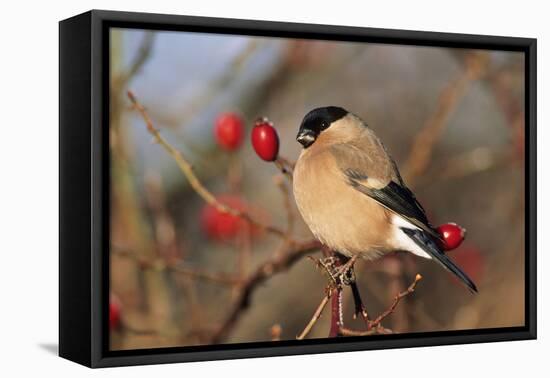 Bullfinch Female-null-Framed Premier Image Canvas