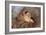 Bullfinch Female-null-Framed Photographic Print