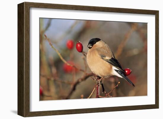 Bullfinch Female-null-Framed Photographic Print