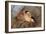 Bullfinch Female-null-Framed Photographic Print