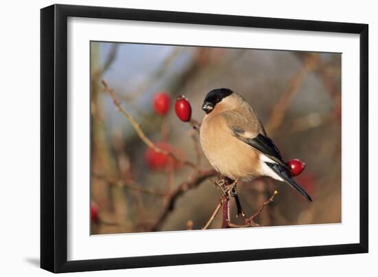 Bullfinch Female-null-Framed Photographic Print