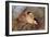 Bullfinch Female-null-Framed Photographic Print