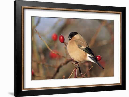 Bullfinch Female-null-Framed Photographic Print