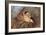 Bullfinch Female-null-Framed Photographic Print