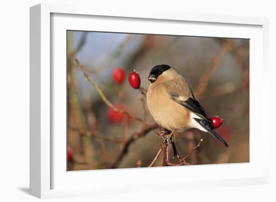 Bullfinch Female-null-Framed Photographic Print