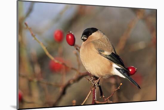 Bullfinch Female-null-Mounted Photographic Print