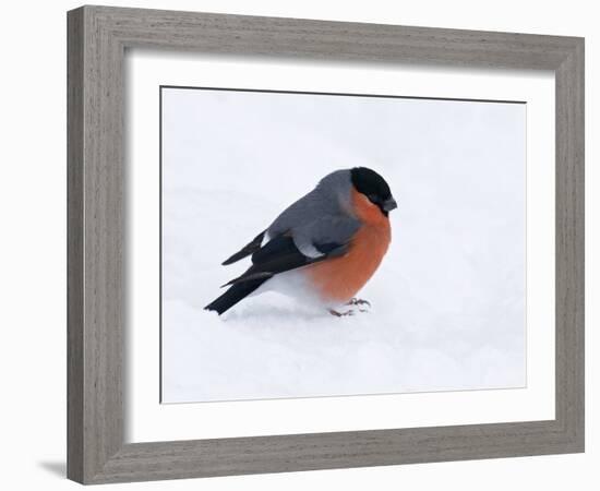 Bullfinch Male in Snow, Scotland, UK-Andy Sands-Framed Photographic Print