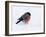 Bullfinch Male in Snow, Scotland, UK-Andy Sands-Framed Photographic Print