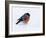 Bullfinch Male in Snow, Scotland, UK-Andy Sands-Framed Photographic Print