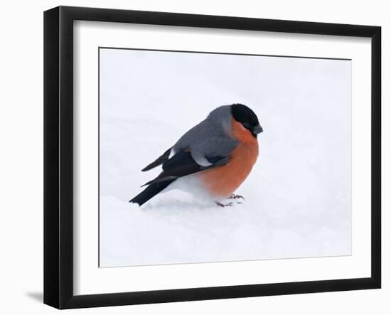 Bullfinch Male in Snow, Scotland, UK-Andy Sands-Framed Photographic Print