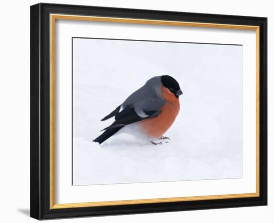 Bullfinch Male in Snow, Scotland, UK-Andy Sands-Framed Photographic Print