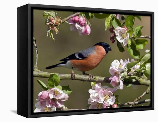 Bullfinch Male Perched Among Apple Blossom, Buckinghamshire, England, UK-Andy Sands-Framed Premier Image Canvas