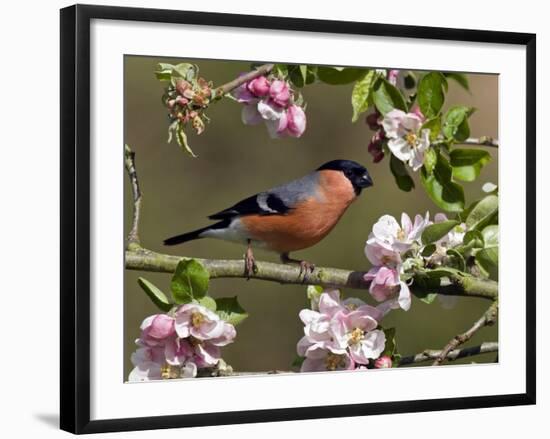 Bullfinch Male Perched Among Apple Blossom, Buckinghamshire, England, UK-Andy Sands-Framed Photographic Print