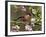 Bullfinch Male Perched Among Apple Blossom, Buckinghamshire, England, UK-Andy Sands-Framed Photographic Print