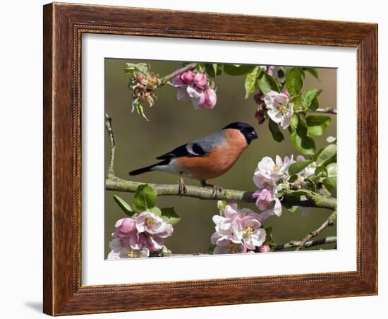 Bullfinch Male Perched Among Apple Blossom, Buckinghamshire, England, UK-Andy Sands-Framed Photographic Print