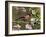 Bullfinch Male Perched Among Apple Blossom, Buckinghamshire, England, UK-Andy Sands-Framed Photographic Print