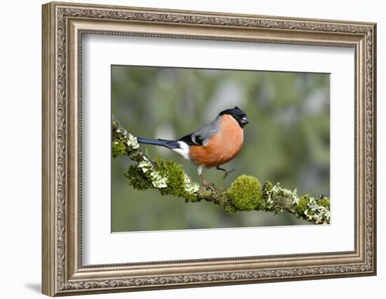 Bullfinch male walking along mossy twig, Buckinghamshire, England, UK-Andy Sands-Framed Photographic Print