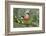 Bullfinch male walking along mossy twig, Buckinghamshire, England, UK-Andy Sands-Framed Photographic Print