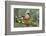 Bullfinch male walking along mossy twig, Buckinghamshire, England, UK-Andy Sands-Framed Photographic Print