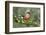 Bullfinch male walking along mossy twig, Buckinghamshire, England, UK-Andy Sands-Framed Photographic Print