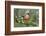 Bullfinch male walking along mossy twig, Buckinghamshire, England, UK-Andy Sands-Framed Photographic Print