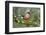 Bullfinch male walking along mossy twig, Buckinghamshire, England, UK-Andy Sands-Framed Photographic Print