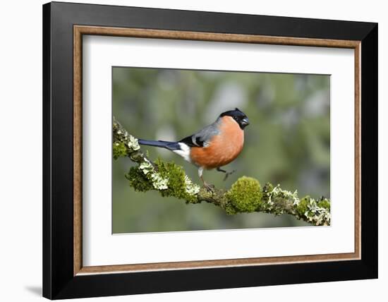 Bullfinch male walking along mossy twig, Buckinghamshire, England, UK-Andy Sands-Framed Photographic Print